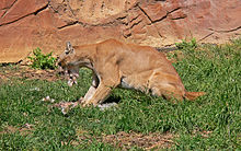 a captive cougar feeding cougars are ambush predators feeding mostly on deer and other mammals