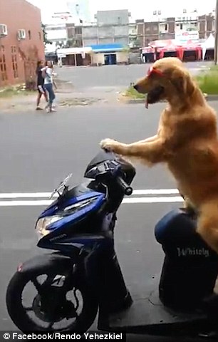 a dogs life agolden retriever was recently captured driving a motorbike down a busy street