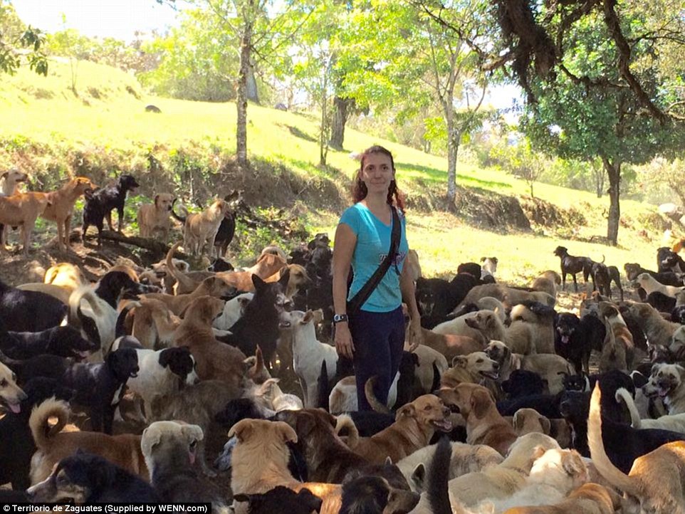 a volunteer stands among some of the more than dogs that live on the sprawling