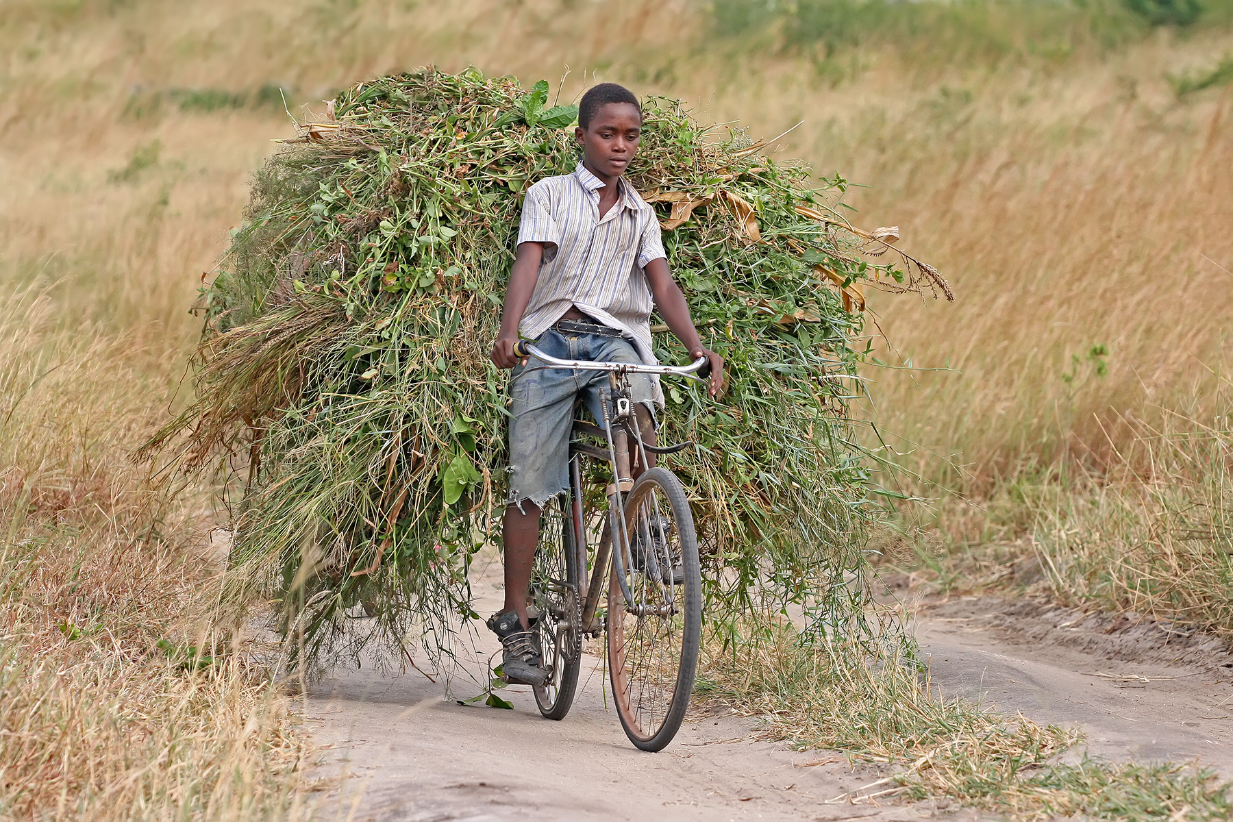 african boy transporting fodder bicycle edit