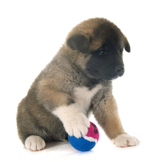 akita dog breed information pictures facts