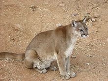 although cougars somewhat resemble the domestic cat they are about the same size as an adult human