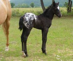 appaloosa love the mostly black with the white rump