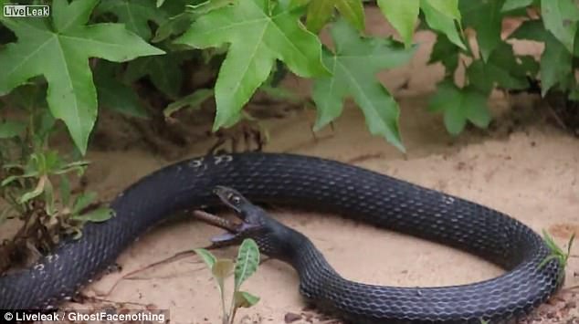 as the stomach churning video opens the snake is seen with only a worm