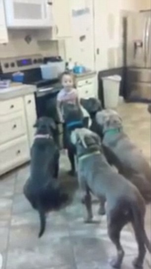 as the young girl stands in front of the hungry pitbull terriers it seems that