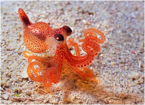 best baby octopus ideas on pinterest tiny octopus adorable animals and adorable baby animals