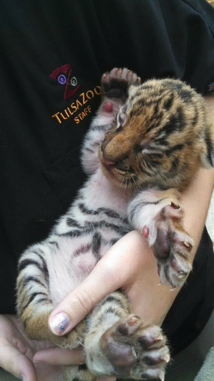 best baby tigers ideas on pinterest tiger cub tiger cubs