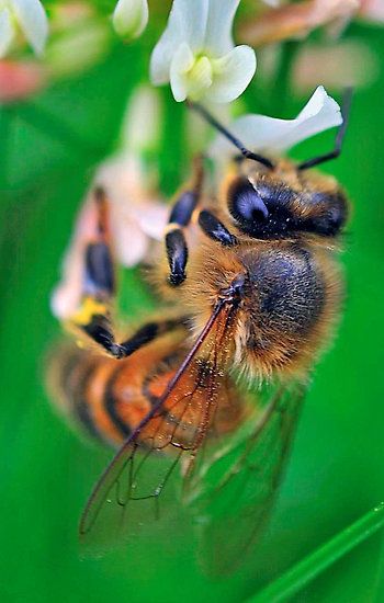 best bee loved images on pinterest bees honey bees and bee happy 10