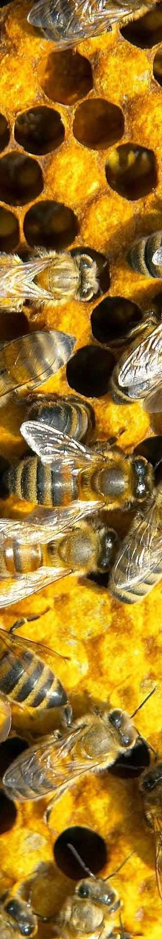 best bee loved images on pinterest bees honey bees and bee happy 9