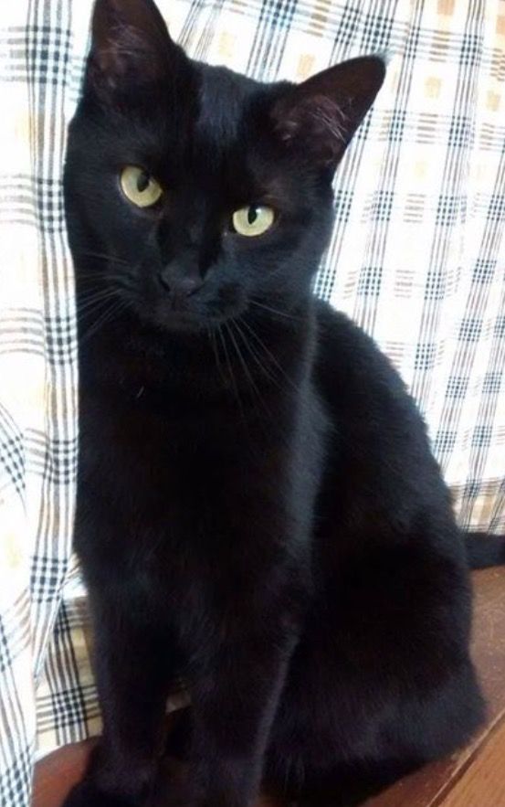 best black cats ideas on pinterest names for black cats 2