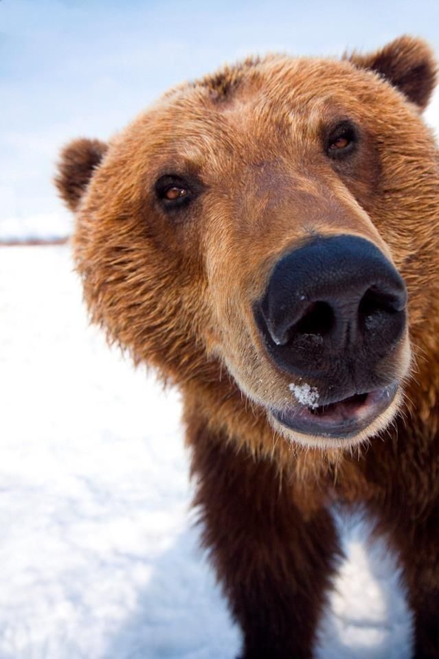 best brown bears images on pinterest brown bears grizzly 2