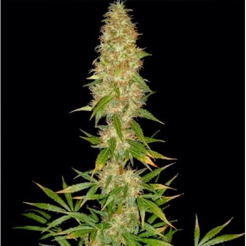 best cannabis images on pinterest plants bud and grass