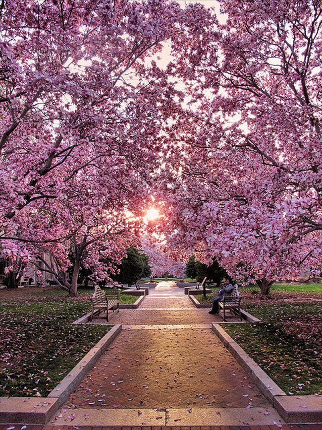 best cherry blossom pictures ideas on pinterest cherry 1