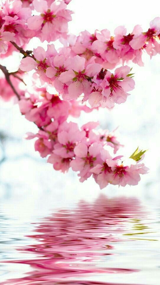 best cherry blossom pictures ideas on pinterest cherry 4
