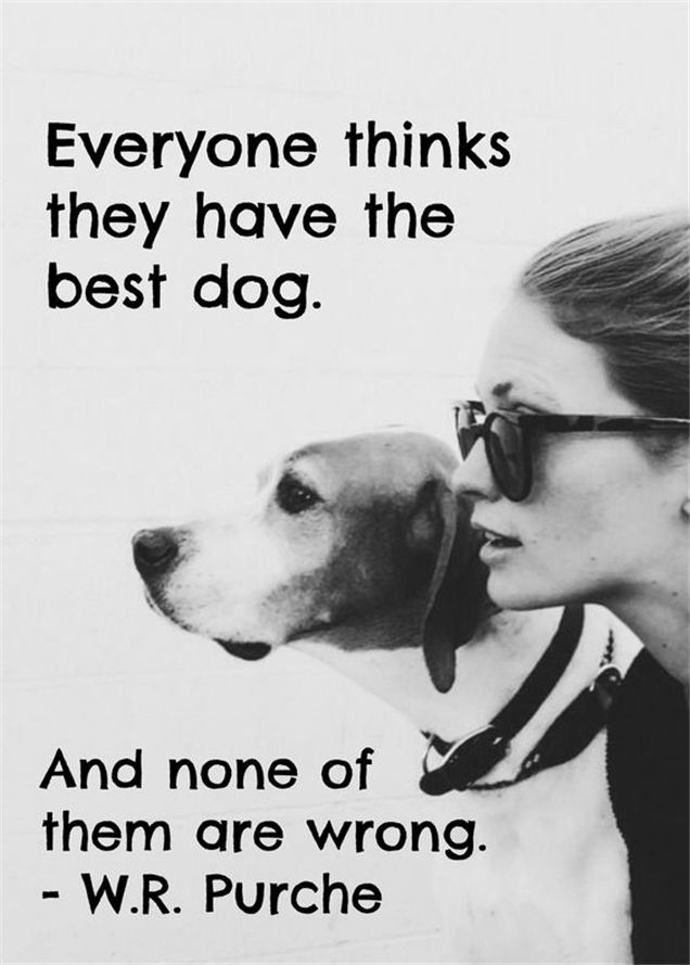 best dog quotes ideas on pinterest puppy quotes cute dog