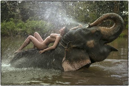 best elephants and sexy nude women fun travel images on pinterest elephant elephants and earn money 2