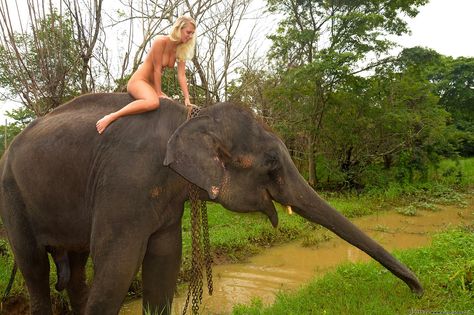 best elephants and sexy nude women fun travel images on pinterest elephant elephants and earn money 4