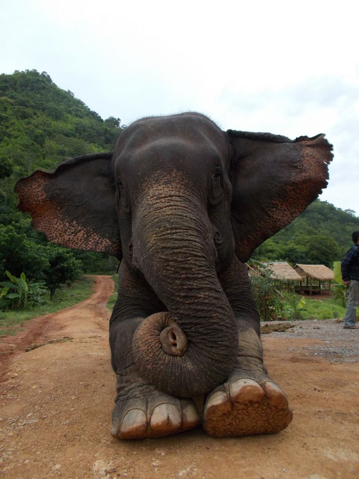 best elephants images on pinterest baby elephants wild 2