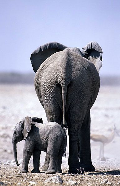 best elephants images on pinterest baby elephants wild 3