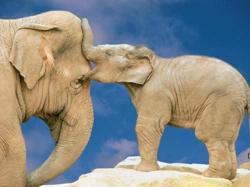 best elephants images on pinterest baby elephants wild 6