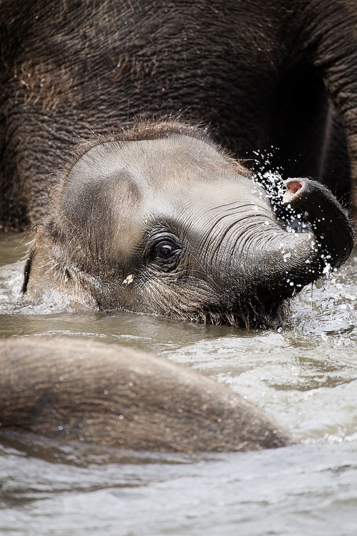best elephants images on pinterest baby elephants wild 7