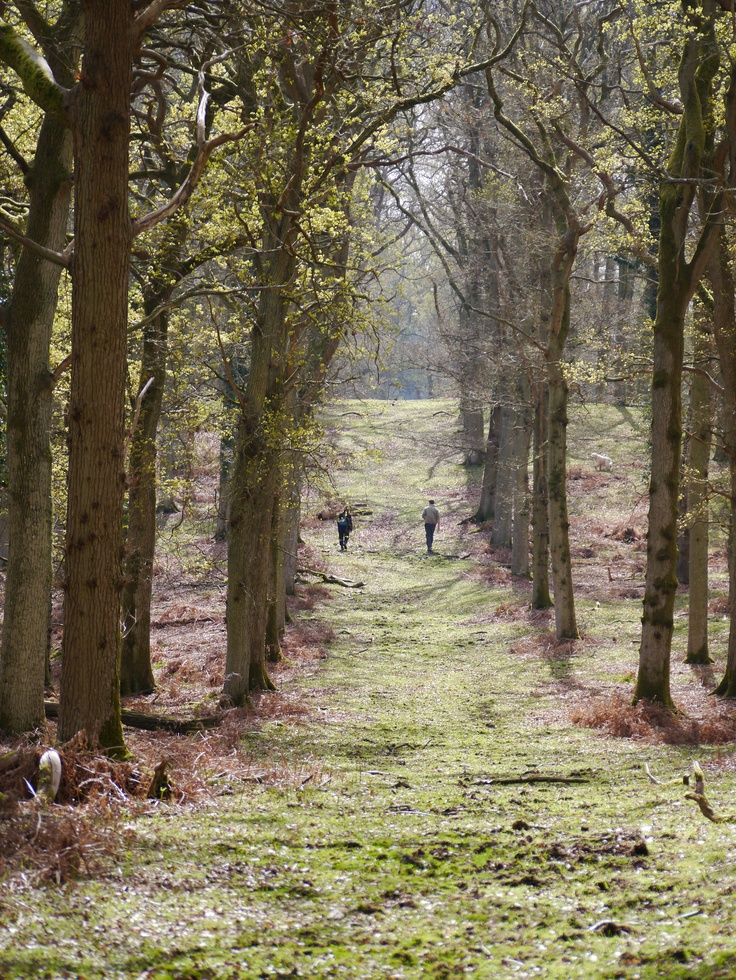 best englands new forest images on pinterest forests