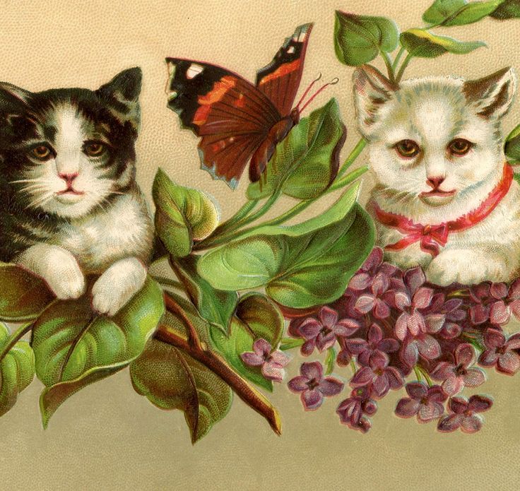 best kitten images ideas on pinterest cute kittens images