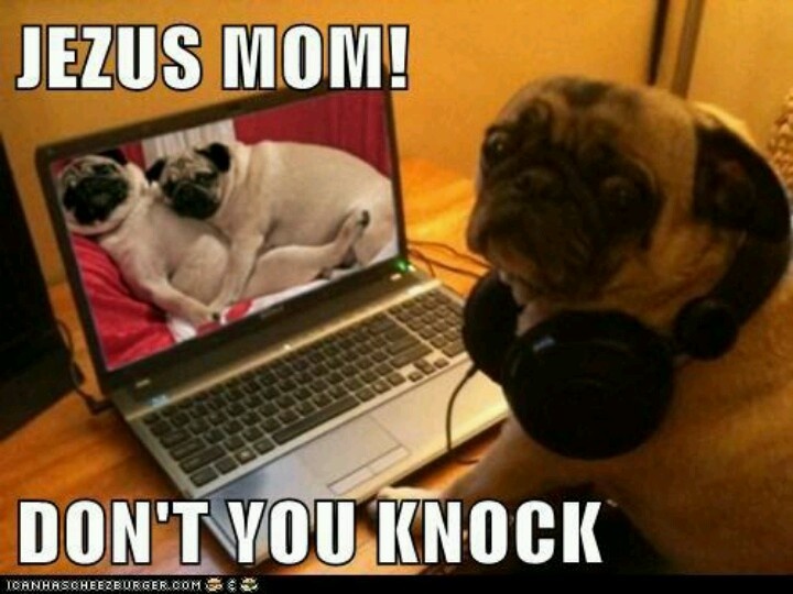best pugs and other dogs images on pinterest funny animal