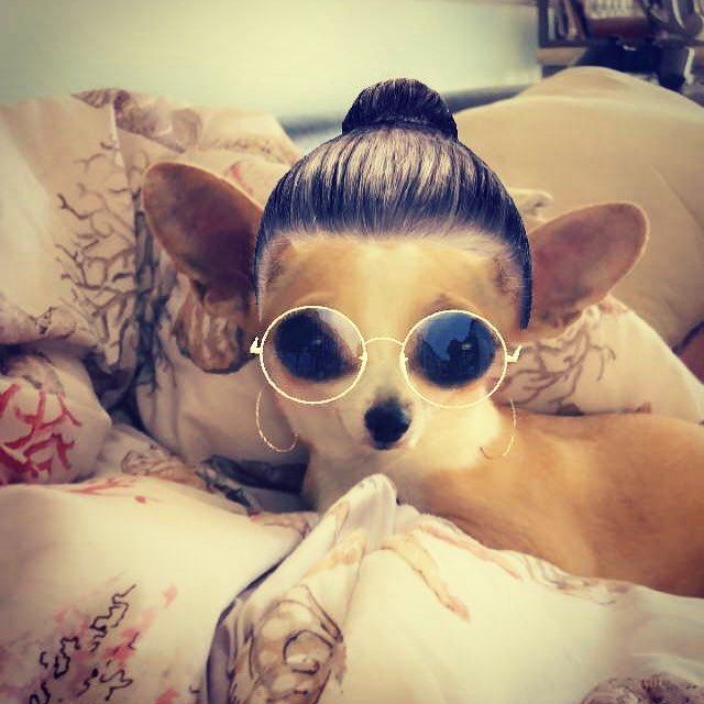 best snapchat dog filter ideas on pinterest snapchat selfies 2