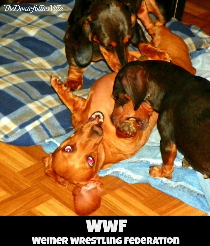 best weiner dogs dachshunds favorite images on pinterest