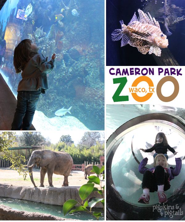 best zoo park ideas on pinterest lincoln park zoo chicago