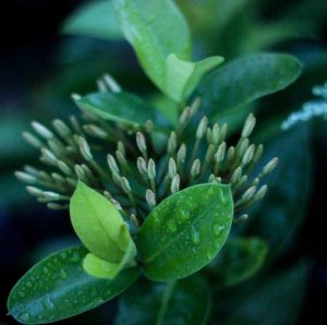 black teen movies teen movies fresh teen movies teen