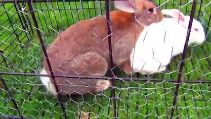 bunny rabbits mating funny fast animals mating close