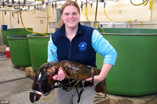catch me if you can maine state aquarium director aimee hayden rodriques holds