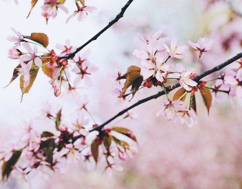 cherry blossom tree sara la fountain
