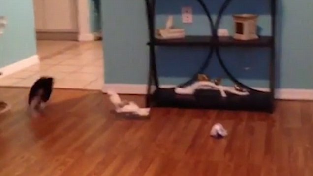 cockatoo chases puppy in circles around the house daily mail online