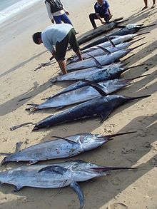 commercial catch of marlin at jimbaran indonesia