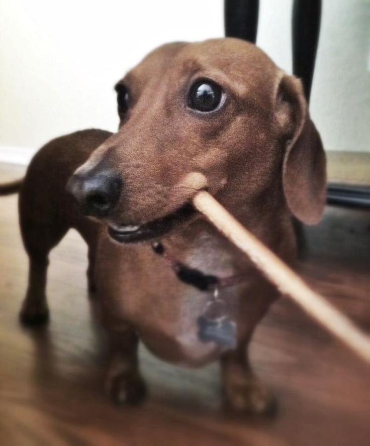 dachshund dog holding drumstick in mouth so much to be grateful for today