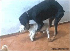dogs who failed so hard you cant help but laugh