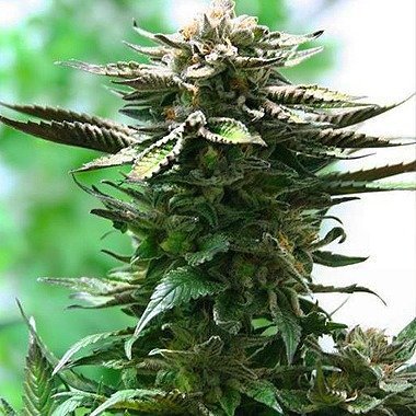 dutch passion buy cannabis seeds bred cannabis royalty now 2