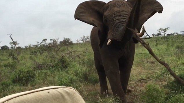 elephant picks up branch and hurls it jeep in south africa daily mail online
