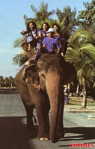 elephant riding babes fucked
