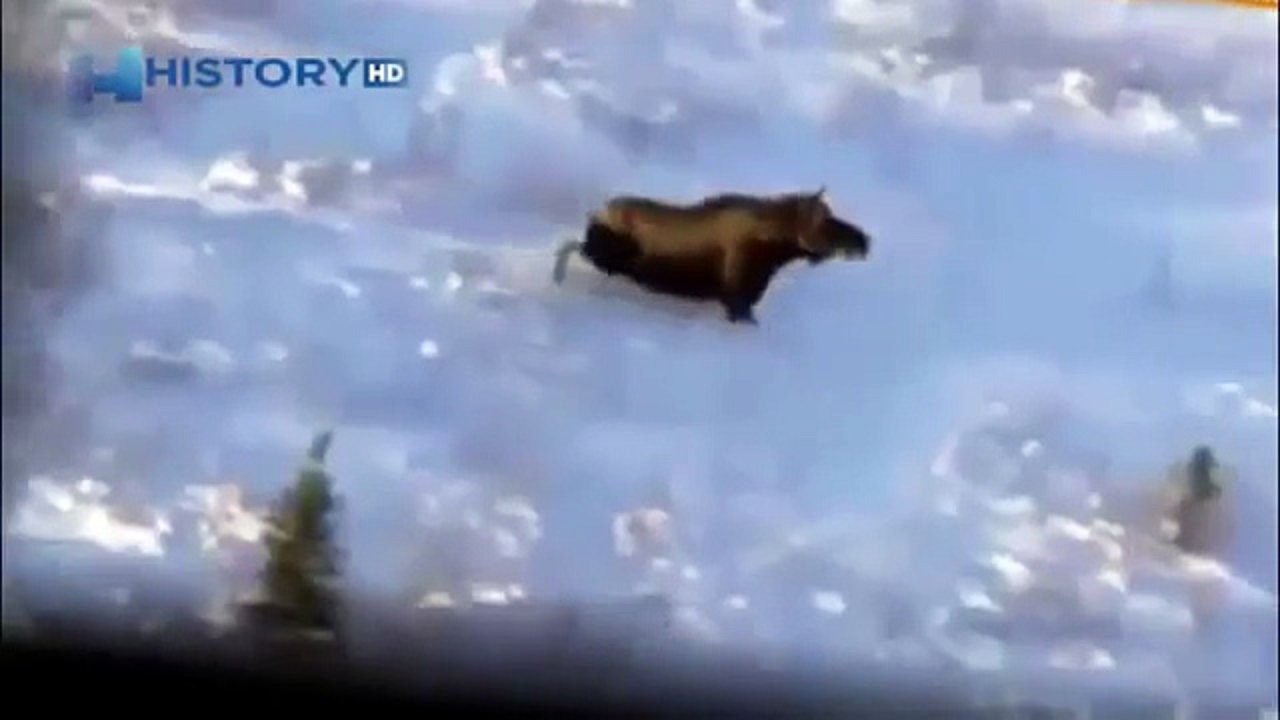 elk killed a man horrific attack moose animal attacks on human