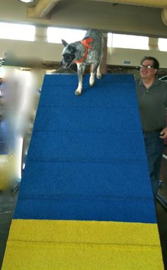 emmco sport akc dog agility aframe at trial in concorde