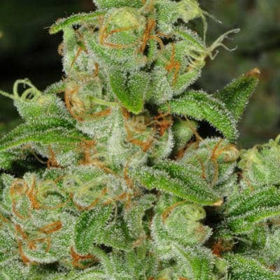 facewreck haze marijuana strain review reviews