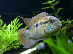 fish porn angelfish actually breeding aquarium fish related pinterest angelfish aquariums and aquarium fish