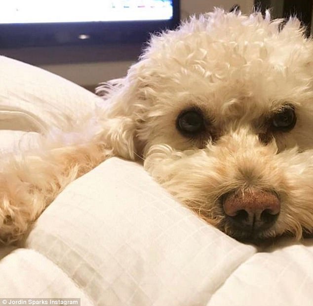 furry friend the schnauzer bichon poodle mix was known for helping the singer