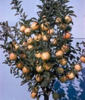 golden delicious apple tree self fertile mid october a high quality dessert apple with
