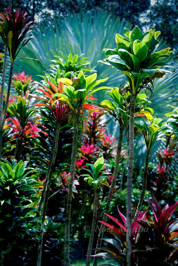hawaiian tropical gardens containing exotic plants amazing tropical scenery garden vignettes exotic plants