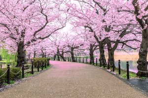 hd cherry blossoms